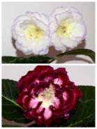 ЕН-Солнце Внутри/ЕН-Колье Императрицы