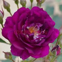 Аметист Стар (Amethyst Star)