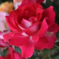 Бордюр Вив (Bordure Vive)