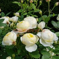 Ванесса Бэлл (Vanessa Bell)