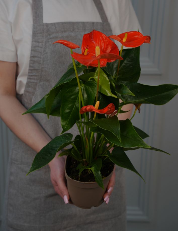 Антуриум Андр Оранж Чемпион Д-12/40