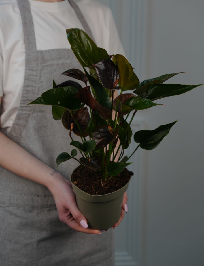 Антуриум Андр Париж Блэк Д-14/50