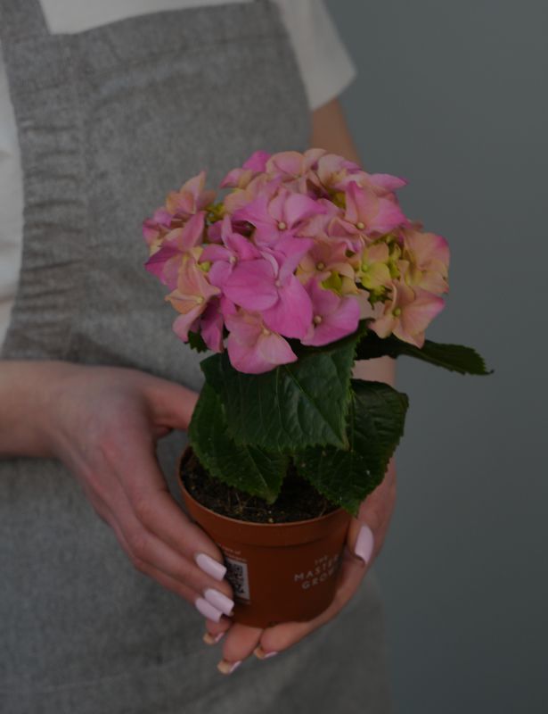 Гортензия Микс Д-10/22