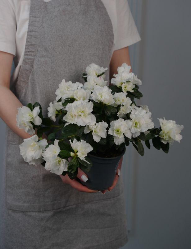 Азалия микс Д-12/22