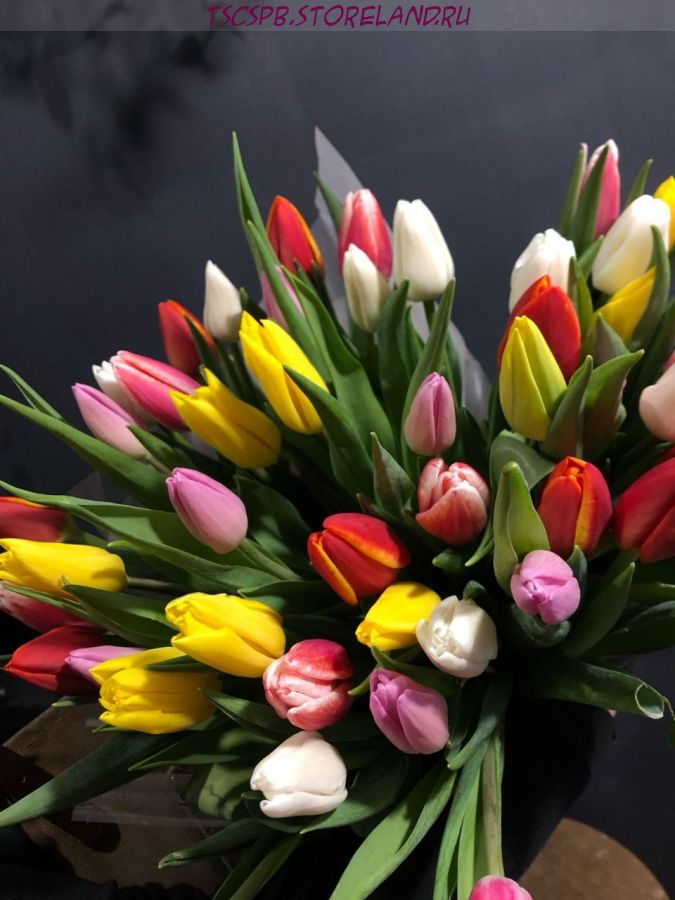 Тюльпаны 19 шт в авторской упаковке