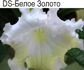 DS-Белое Золото (Диметрис)  НОВИНКА КАТАЛОГА!