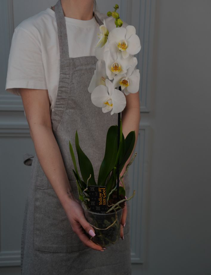 Орхидея Фаленопсис Van Geel 12/65