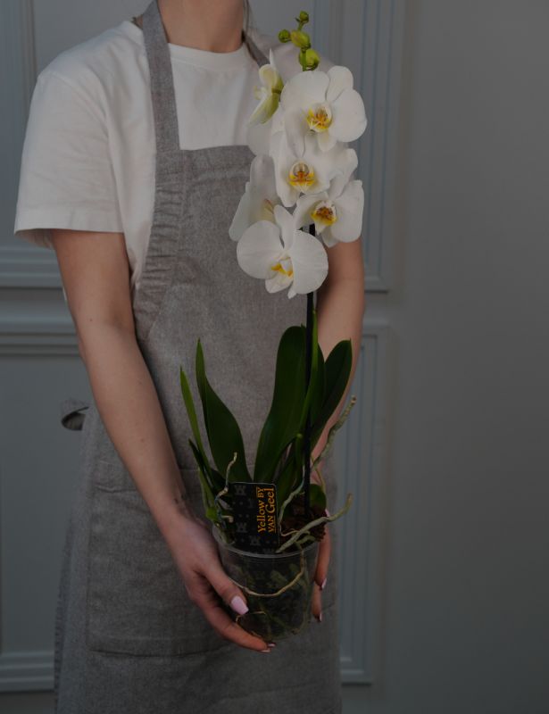 Орхидея Фаленопсис Van Geel 12/65