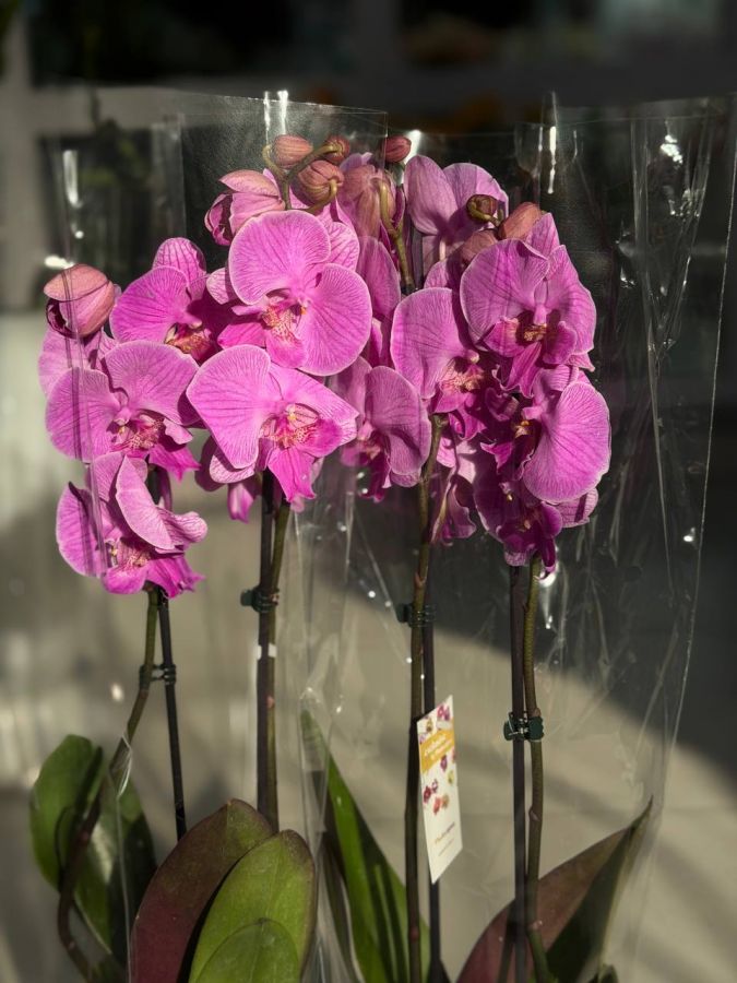 Орхидея Фаленопсис из Голландии