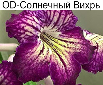 OD-Солнечный Вихрь (Н.Стоянов)
