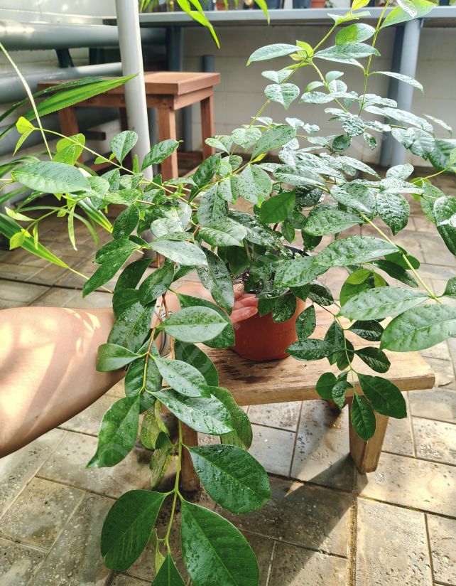 Псидиум Гуайява (Гуава)