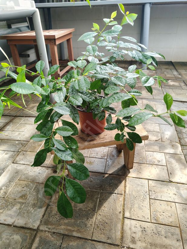 Псидиум Гуайява (Гуава)