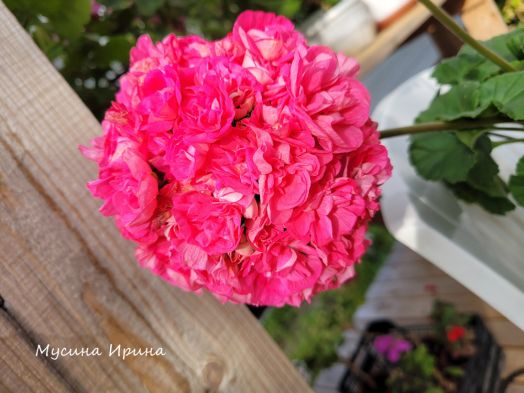 Шёлк Брунгильда