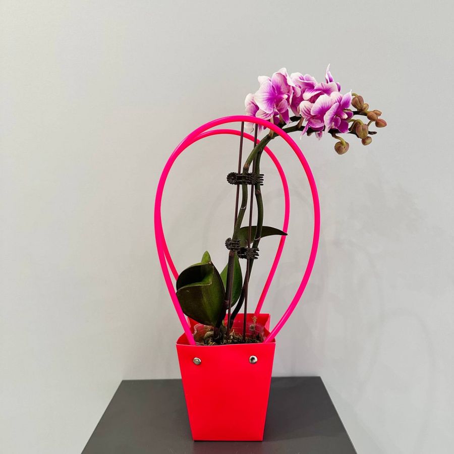 Орхидея Мрамор в подарочной сумочке