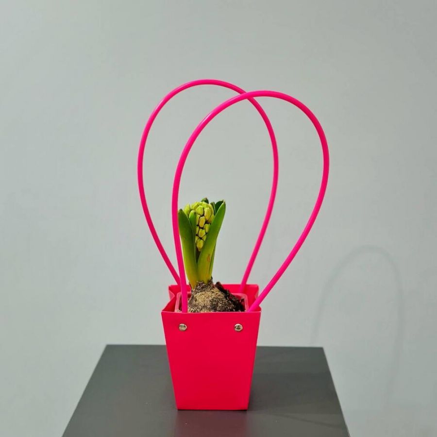 Гиацинт в сумочке