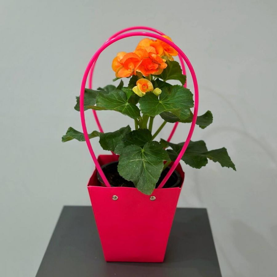 Бегония оранжевая в сумочке