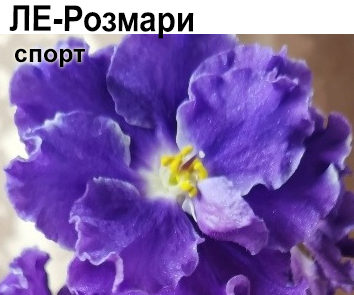 ЛЕ-Розмари (Лебецкая) спорт