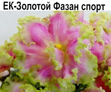 ЕК-Золотой Фазан (Коршунова) спорт