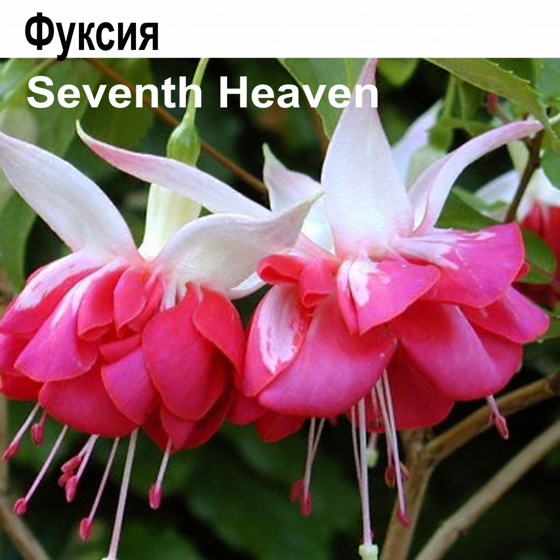 Фуксия Seventh Heaven куст