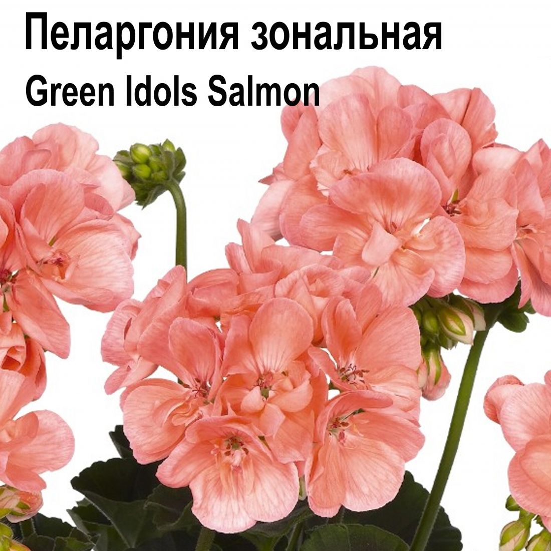 Пеларгония зональная Green Idols Salmon