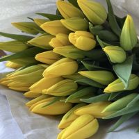 Тюльпаны Желтые поштучно