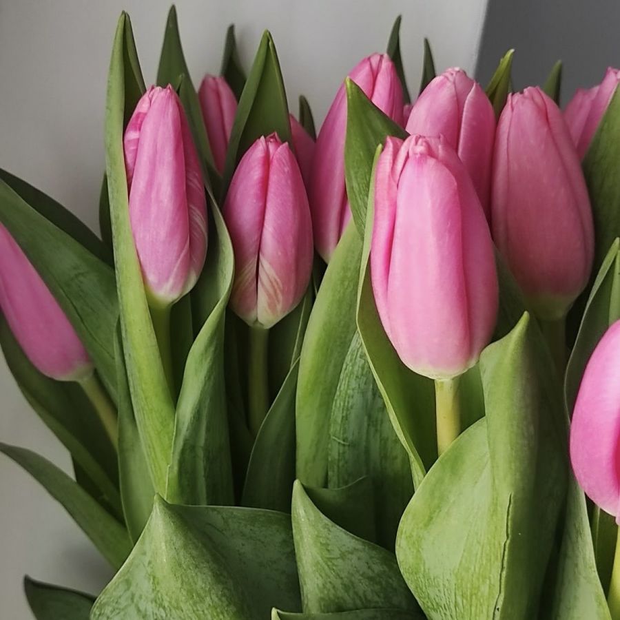 Тюльпаны Розовые поштучно