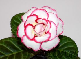 ЕН-Амели (сел.Е.Николаева)