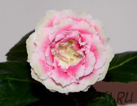 ЕН-Золотко (сел.Е.Николаева) Новинка 2026!