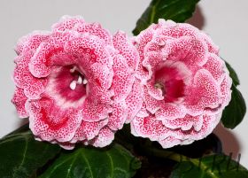 ЕН-Ледяная Вишня (сел.Е.Николаева) Новинка 2026!