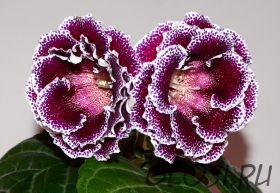 ЕН-Шоколадный Барс (сел.Е.Николаева) Новинка 2026!