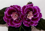 ЕН-Волшебство Лилового (сел.Е.Николаева) Новинка 2026!