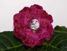 ЕН-Гранатовый Шик (сел.Е.Николаева) Новинка 2026!