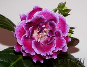 ЕН-Крайола (сел.Е.Николаева) Новинка 2026!