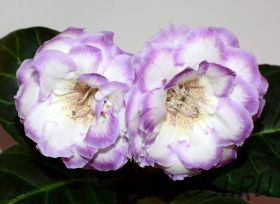 ЕН-Луна в Океане (сел.Е.Николаева) Новинка 2026!