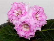 ЕН-Розовый Фионит (сел.Е.Николаева) Новинка 2026!