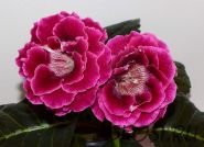 ЕН-Таинственный Сад (сел.Е.Николаева) Новинка 2026!