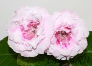 ЕН-Французский Зефир (сел.Е.Николаева) Новинка 2025! Ароматный!