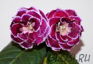 ЕН-Элиот (сел.Е.Николаева)