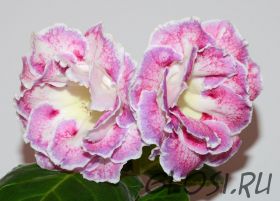 ЕН-Акварельные Узоры (сел.Е.Николаева)