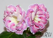 ЕН-Акварельные Узоры (сел.Е.Николаева)