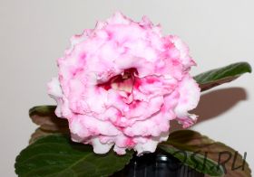 ЕН-Мраморина (сел.Е.Николаева) Новинка 2025!