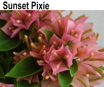 Бугенвиллия Sunset Pixie мини