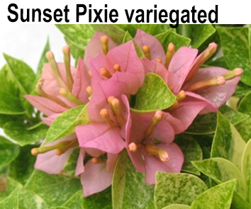 Бугенвиллия Sunset pixie Variegated мини