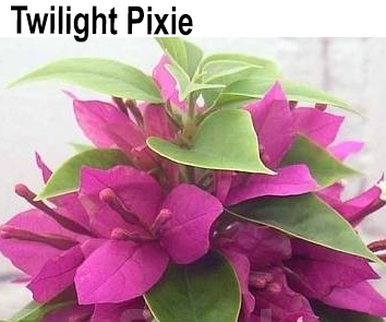Бугенвиллия Twilight Pixie мини