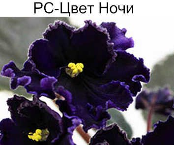РС-Цвет Ночи (Репкина)