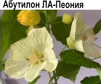 Абутилон ЛА-Пеония