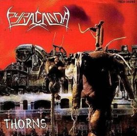 PYRACANDA - Thorns