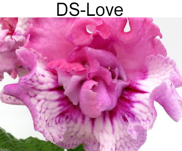 DS-Love (Диметрис)