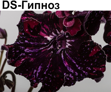 DS-Гипноз (Диметрис)