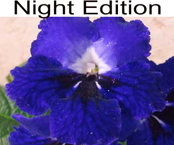 Night Edition